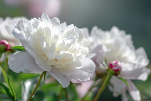 White peonies blooming in a garden, soft petals unfurling. Symbo, a Photo by Studio ANNA