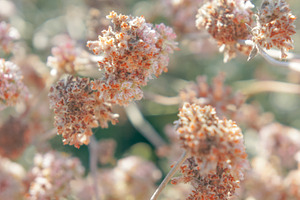 Summer PomPoms 2
