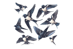 Swallow cartoon vector set. Bird, an Animal Illustration by Onyx