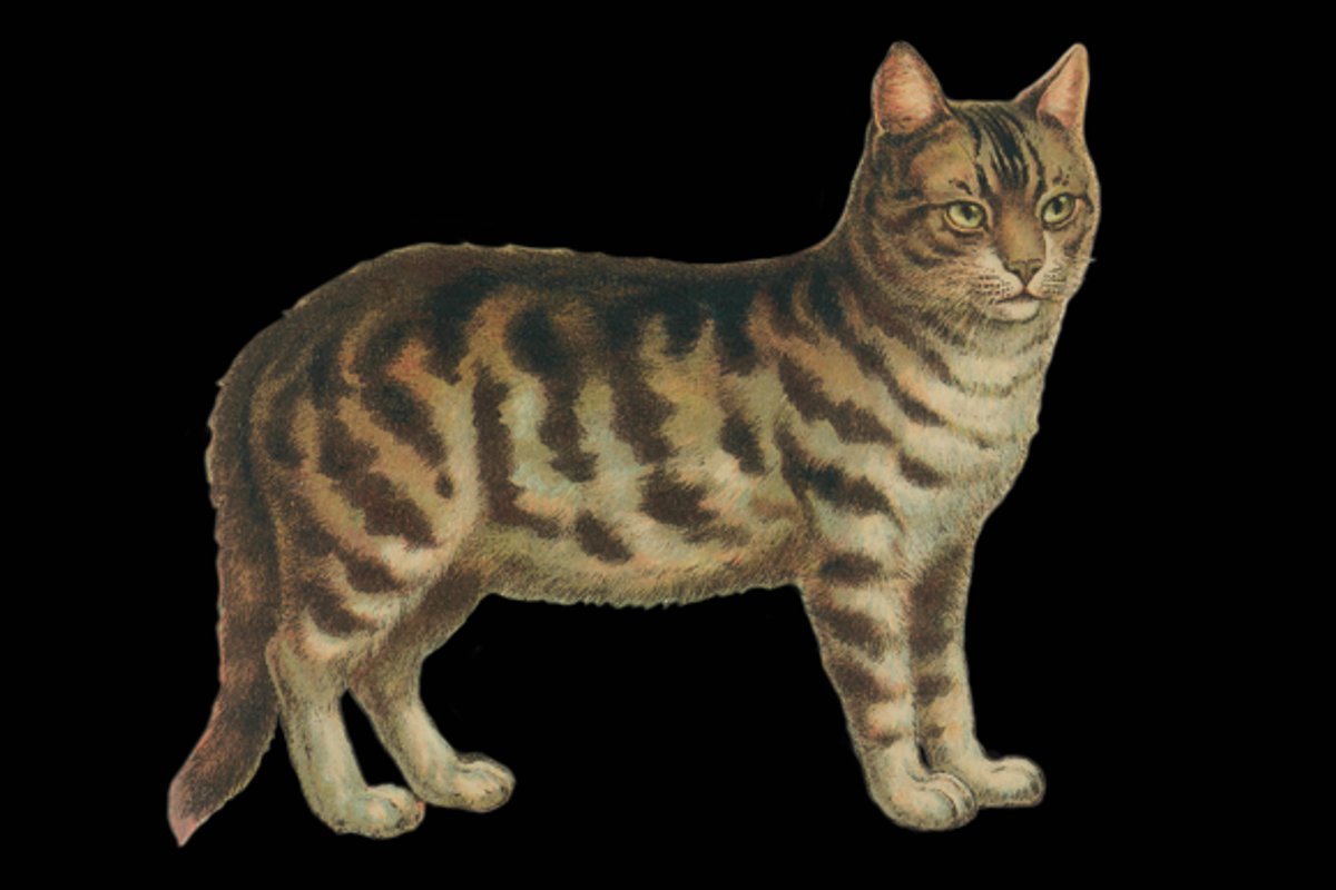 Vintage Cat Painting, an Illustration by Professional Assets (Photo 3 of 3)