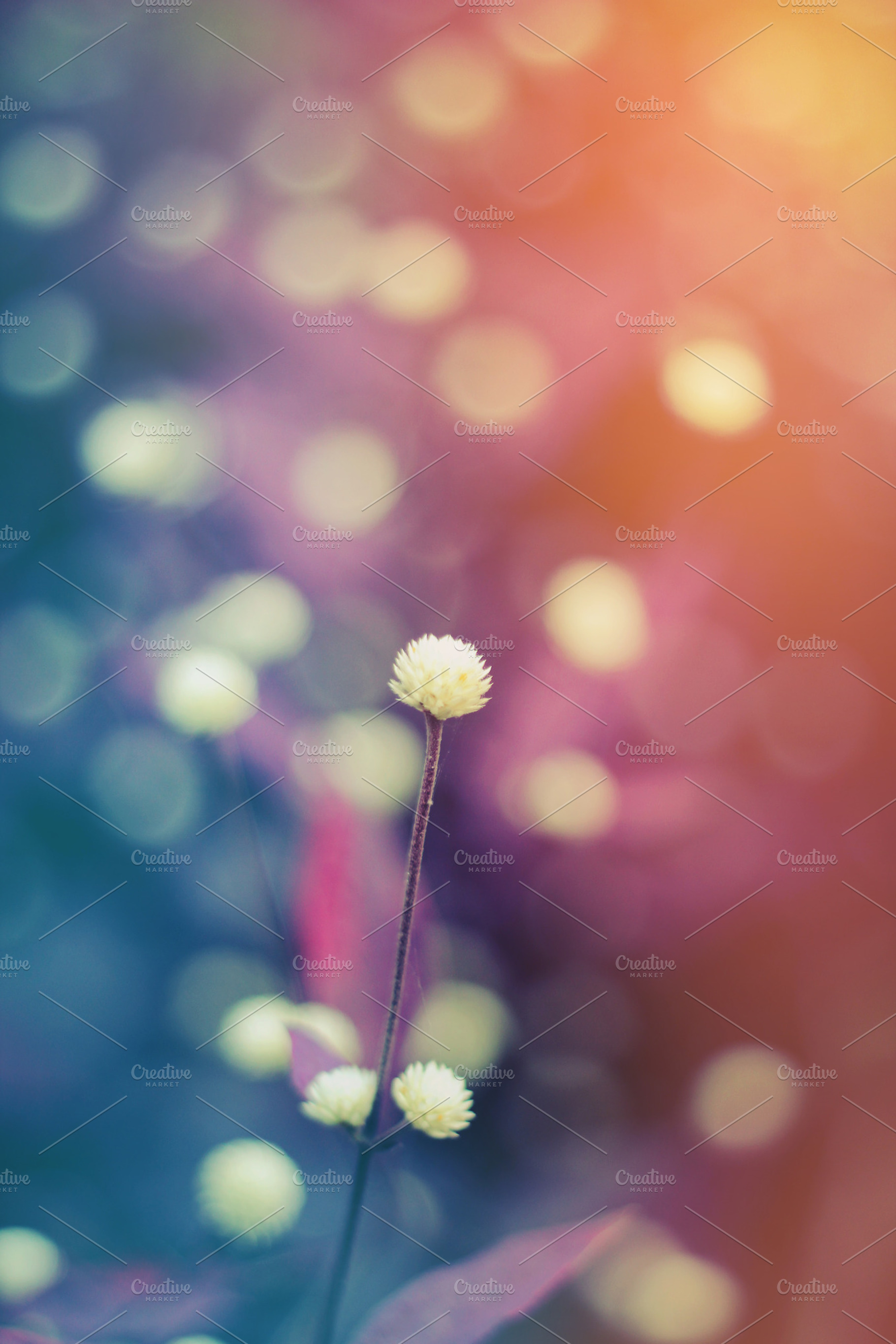 Vintage flower containing vintage, flower, and nature, a Nature Photo by ppattyma