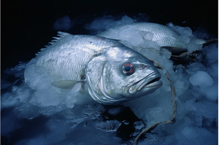 Fresh fish resting on ice with rope, a Food & Drink Photo by Ylivdesign