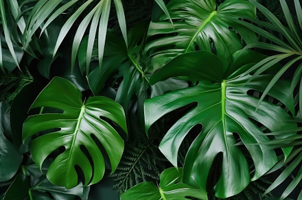 Tropical greenleaves Monstera background flat lay. Generative AI, a Background Photo by AS photostudio