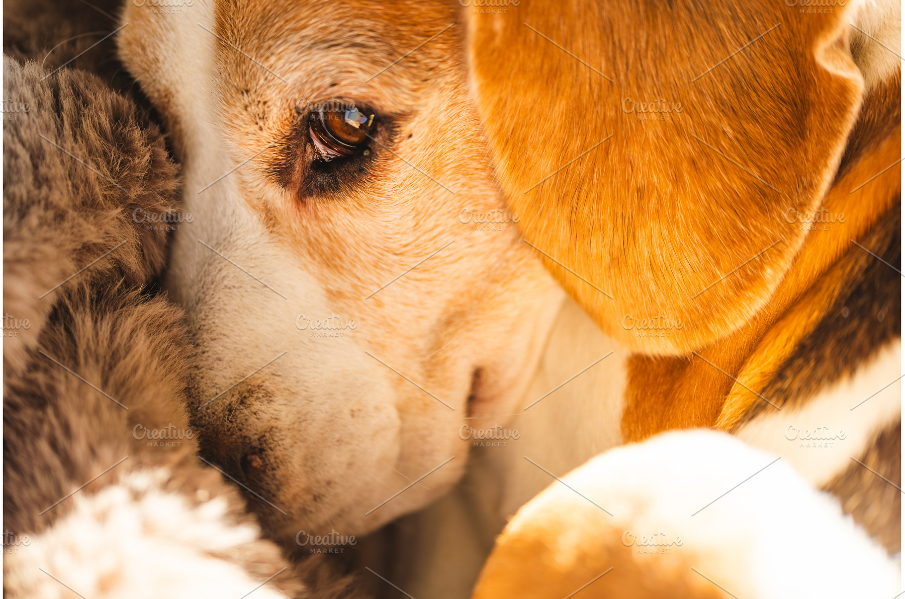 Close-up of Beagle Dog and blanket, an Animal Photo by MadPhotos