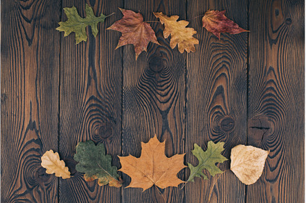 Autumn composition with colored dry, an Abstract Photo by Diary of impressions