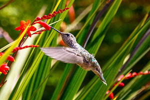 Hummingbird on Crocosmia, a Nature Photo by Jillian Butolph