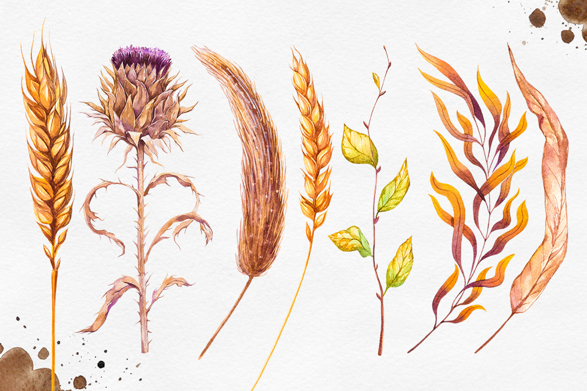 Herbarium Master Collection, a Decorative Illustration by AlexGreenArt (Photo 2 of 12)