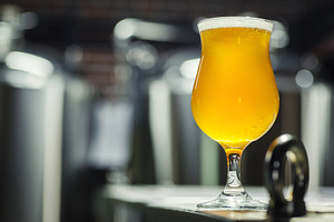 Tulip glass of light beer in a brewe stock photo containing alcohol and ale