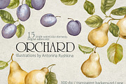 Orchard fruit. Pears and plums, an Illustration by RushkinaAntonina (Thumbnail 1 of 4)