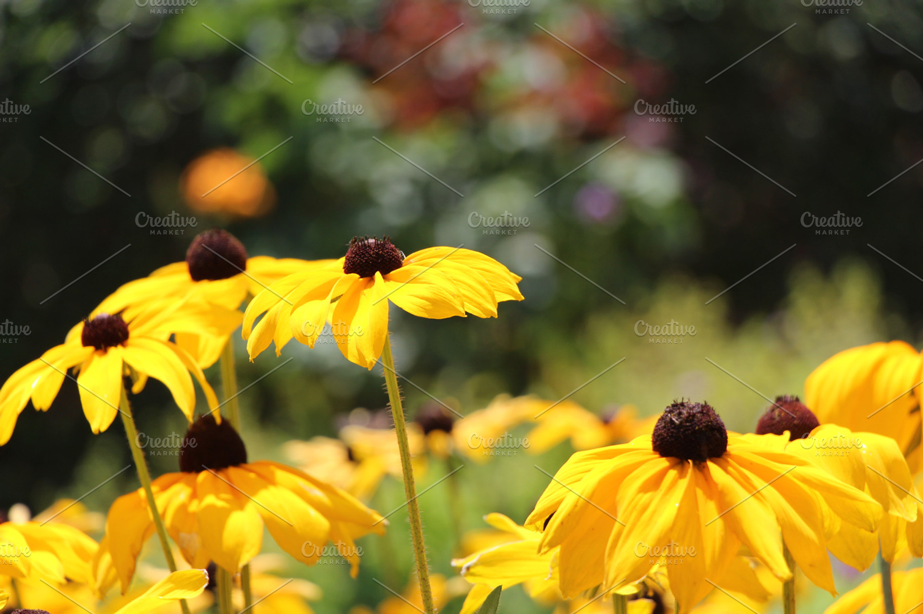 Yellow Flowers Stock Photo