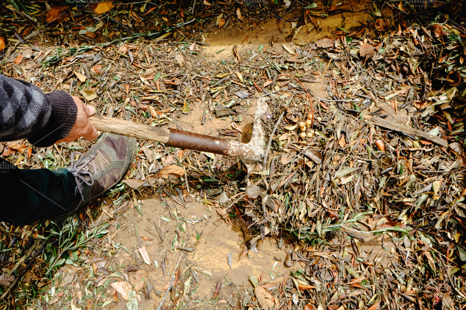 man using a shovel to take out some plant remains, a Photo by Nito