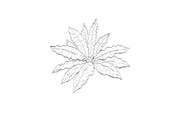 Curly Dock Wild Edible Plant Drawing, a Decorative Illustration by patrimonio (Thumbnail 1 of 3)