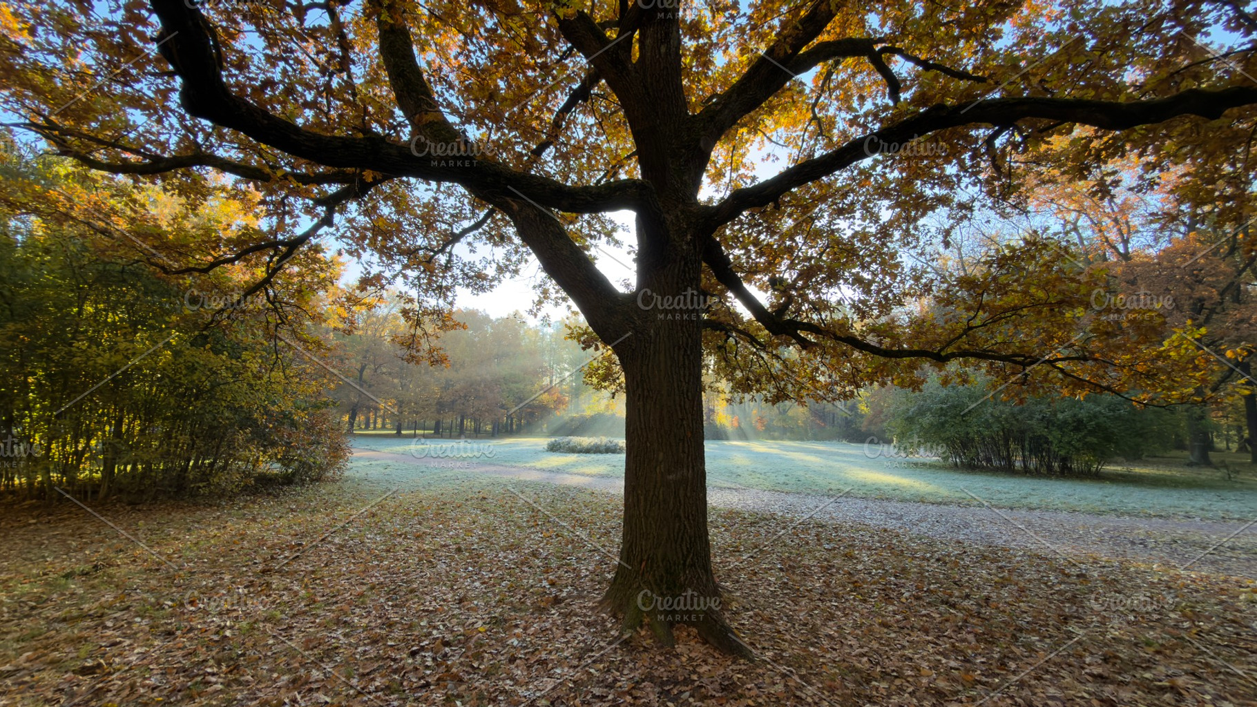A large tree with autumn leaves in a serene park setting, sunlight filtering th, a Nature Photo by Textures & Backgrounds
