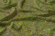Seamless Ground Textures-Autumn Moss, a Texture Graphic by Arthitecture Home (Thumbnail 4 of 11)