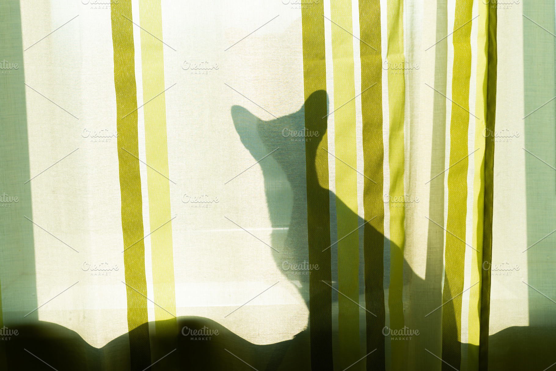 Black cat shadow on window, an Animal Photo by Vapi