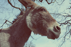 Portrait of a donkey