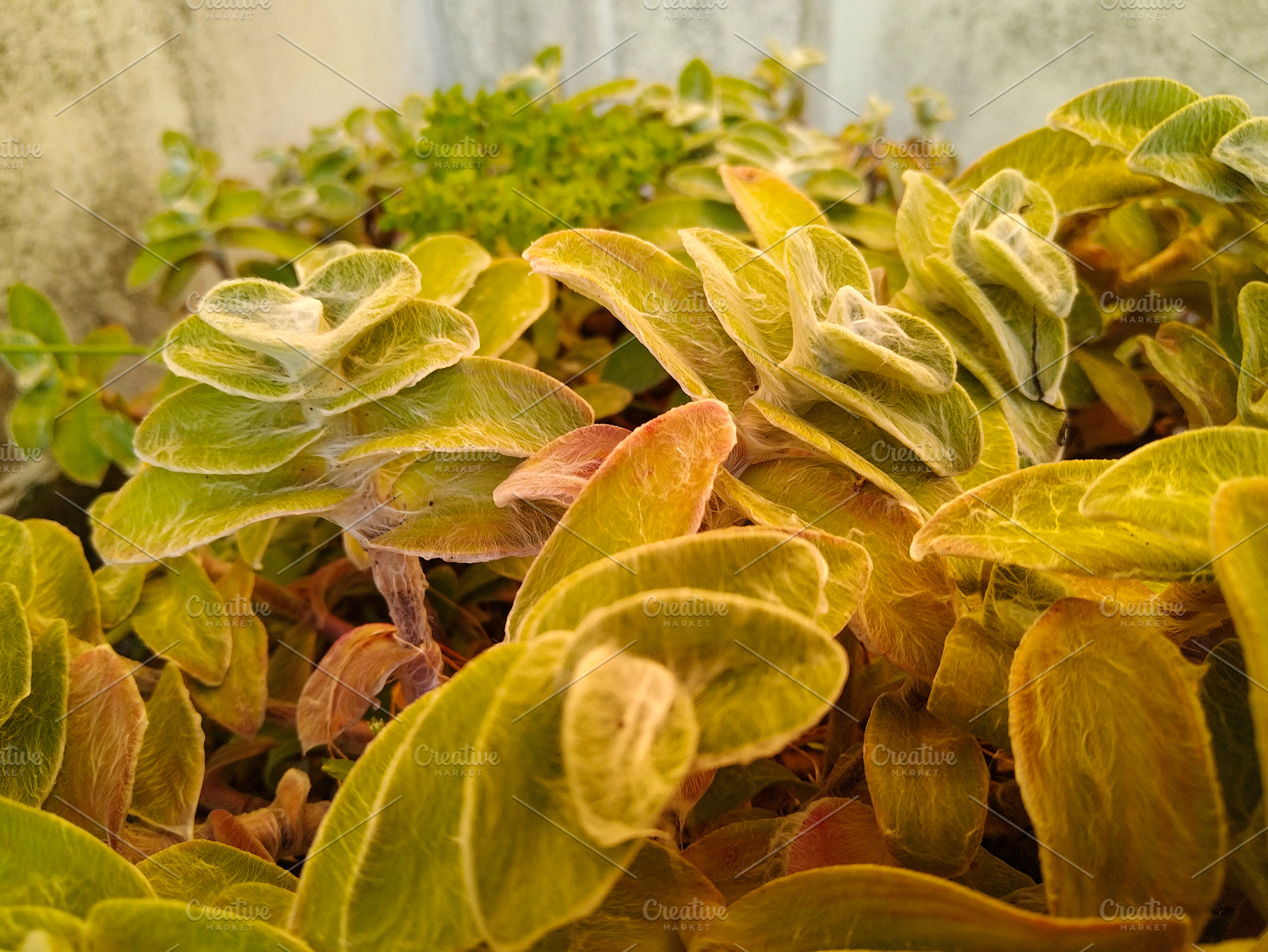 Pale green plants at outoords apartment yard, a Nature Photo by DanFLCreativo