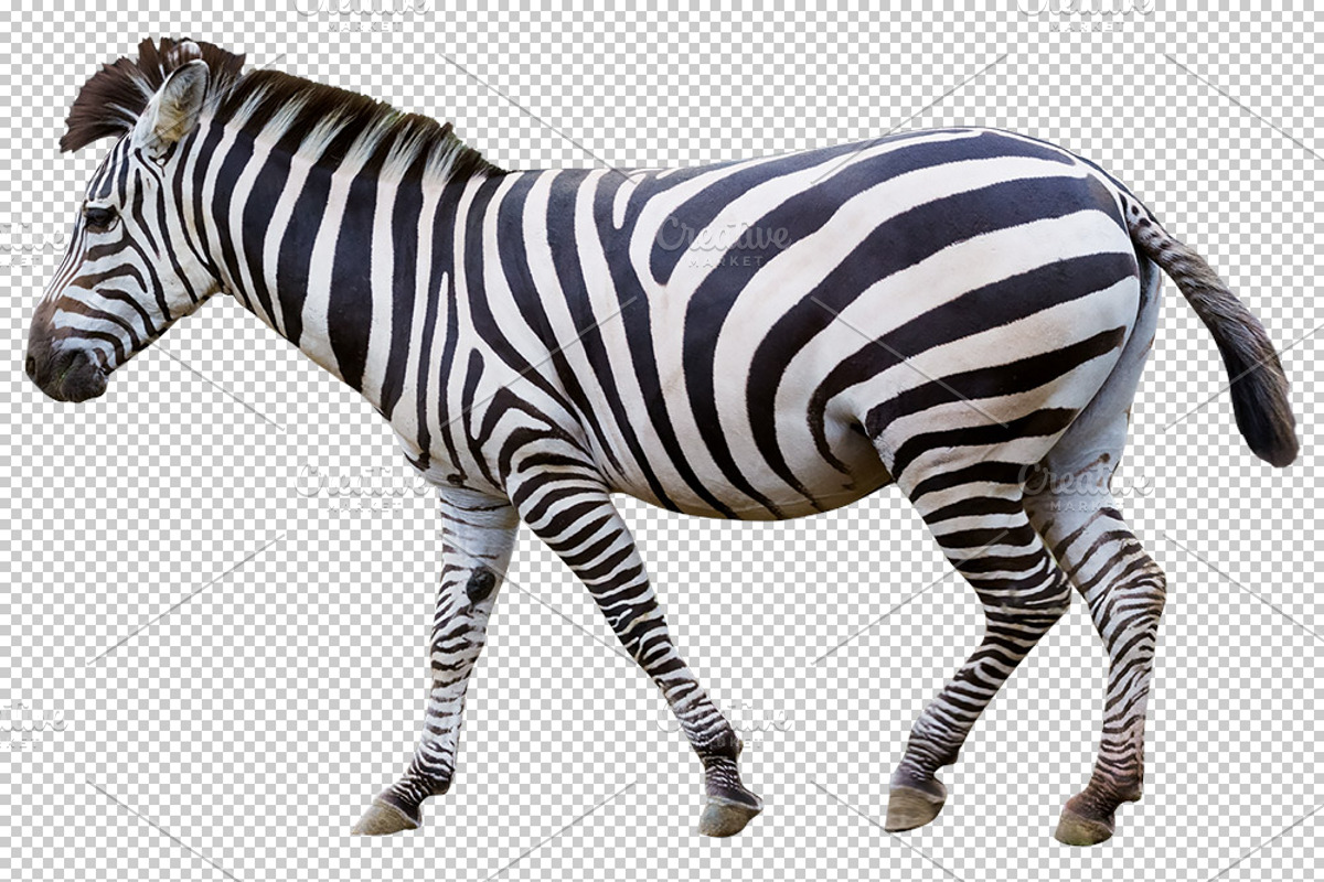 Zebra transparent png featuring animal, animals, and zoo, an Animal Photo by mikenoki (Photo 1 of 2)