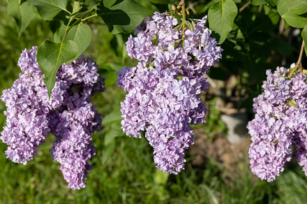 lilac flowers during flowering in spring park, a Photo by MyPhotos