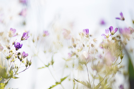 Summer flowers 6 stock photo containing summer and flower, a Nature Photo by Maya de la Deveze