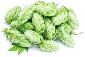 Hop cones. Isolated on white background.