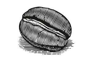 Vintage coffee bean engraving vector