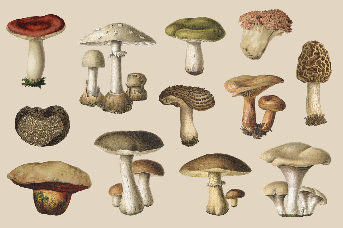 Fungi - Vintage Illustrations, an Illustration by Graphic Goods (Photo 8 of 9)