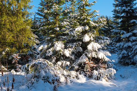 Snow-covered alpine forest