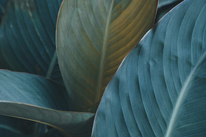 Dark leaves texture