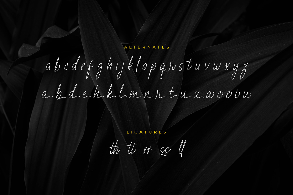 Fioretta Millano – Stylish Signature, a Script Font by Almarkhatype (Photo 10 of 10)