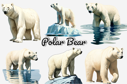 Polar Bear