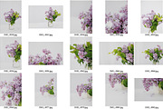Minimalist Lilac Styled Stock, a Nature Photo by Susie Design Co (Thumbnail 3 of 3)