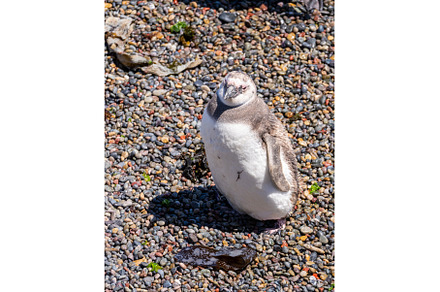 Magellanic penguin chick on beach in, an Animal Photo by Backyard Stock