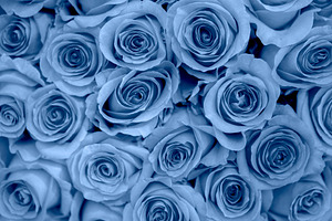 Beautiful background of blue roses