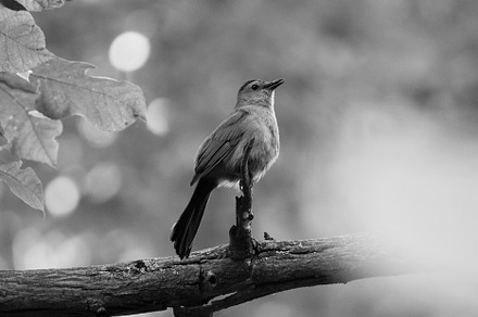 Black and white bird on tree branch, an Animal Photo by marybethjones