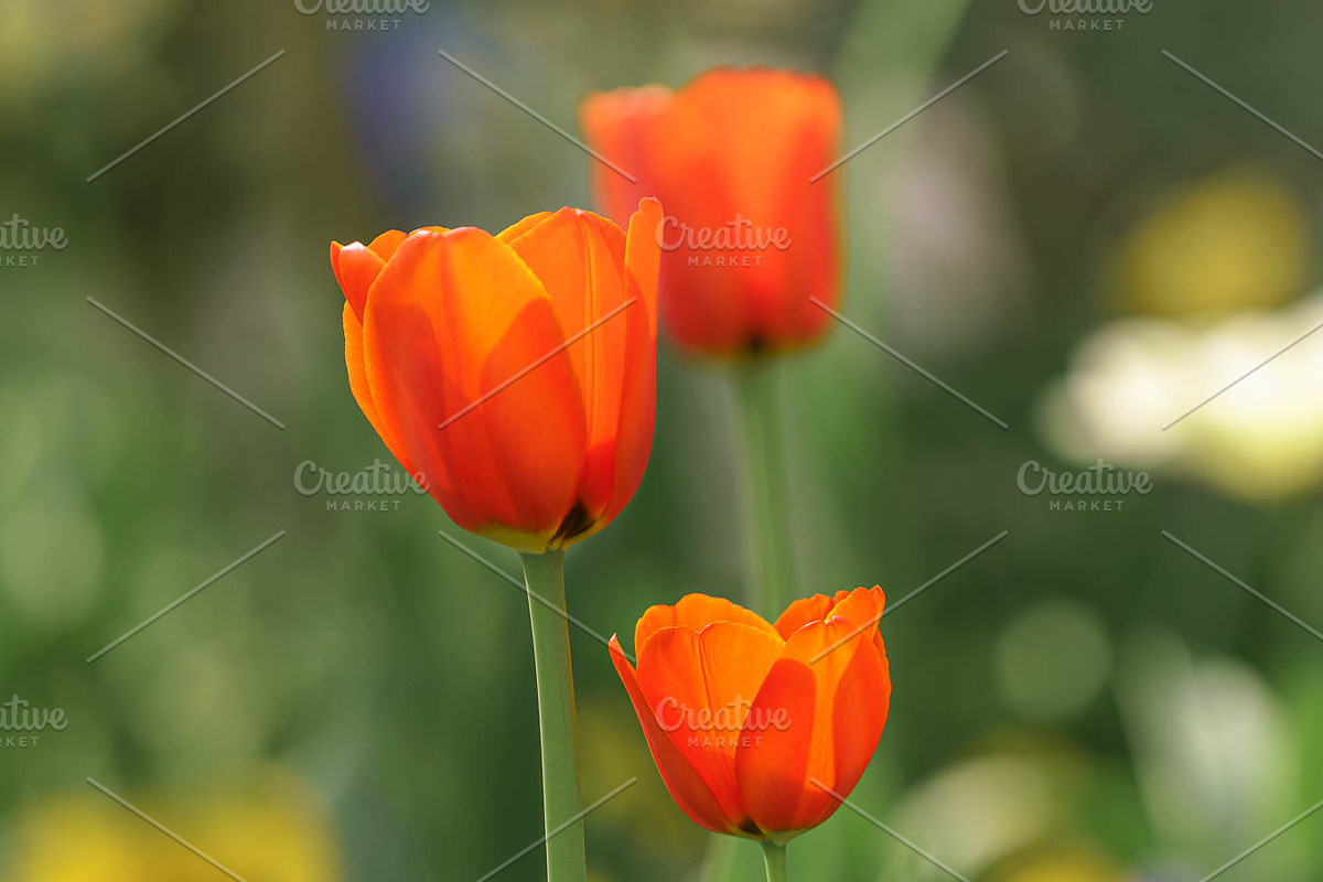 Spring Flower Garden Photo Bundle, a Nature Photo by Silent Nature (Photo 4 of 6)