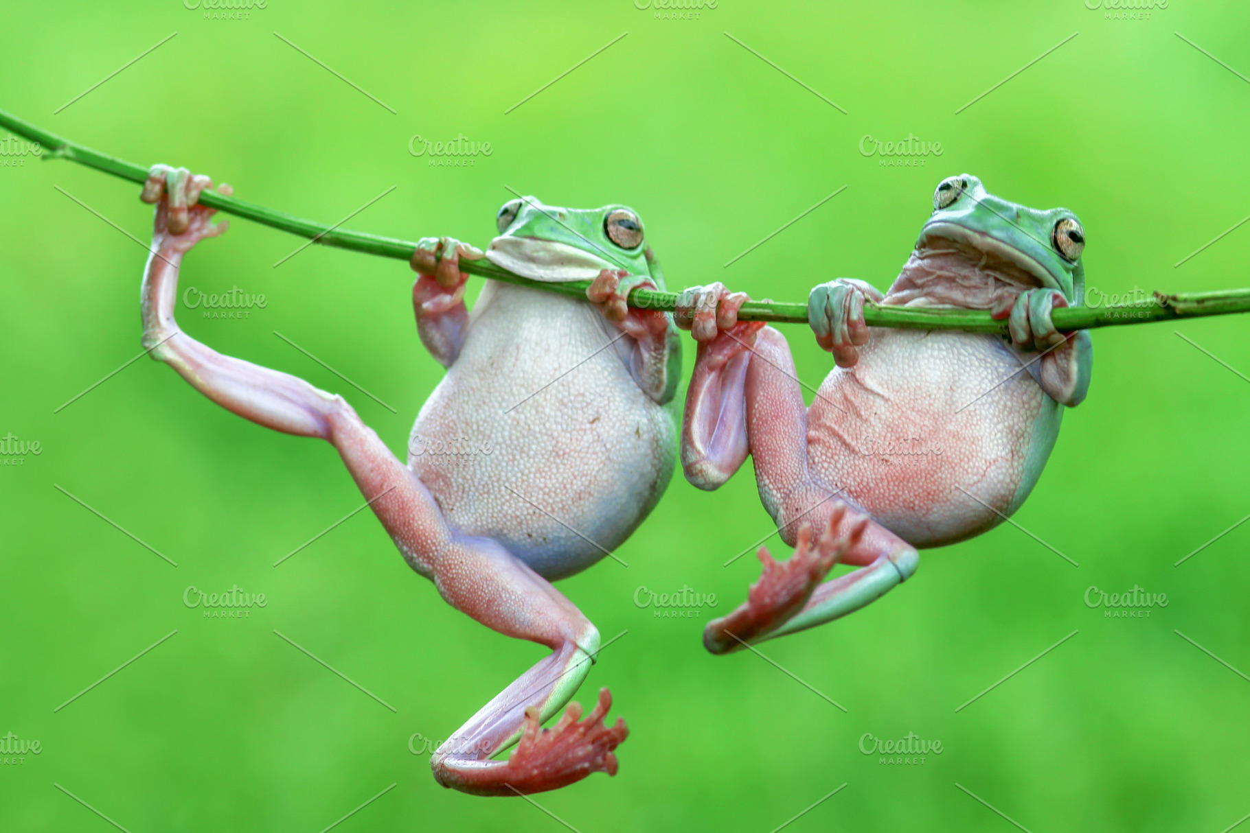 Frog tree frog animal containing frog, tree frog, and animal, an Animal Photo by roni kurniawan