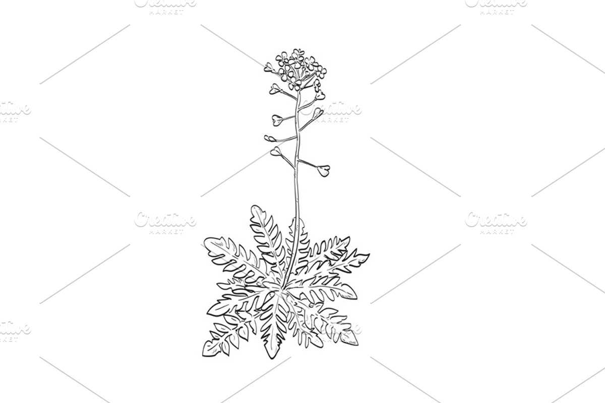 Shepherd's Purse Wild Plant Drawing, an Object Illustration by patrimonio (Photo 1 of 3)