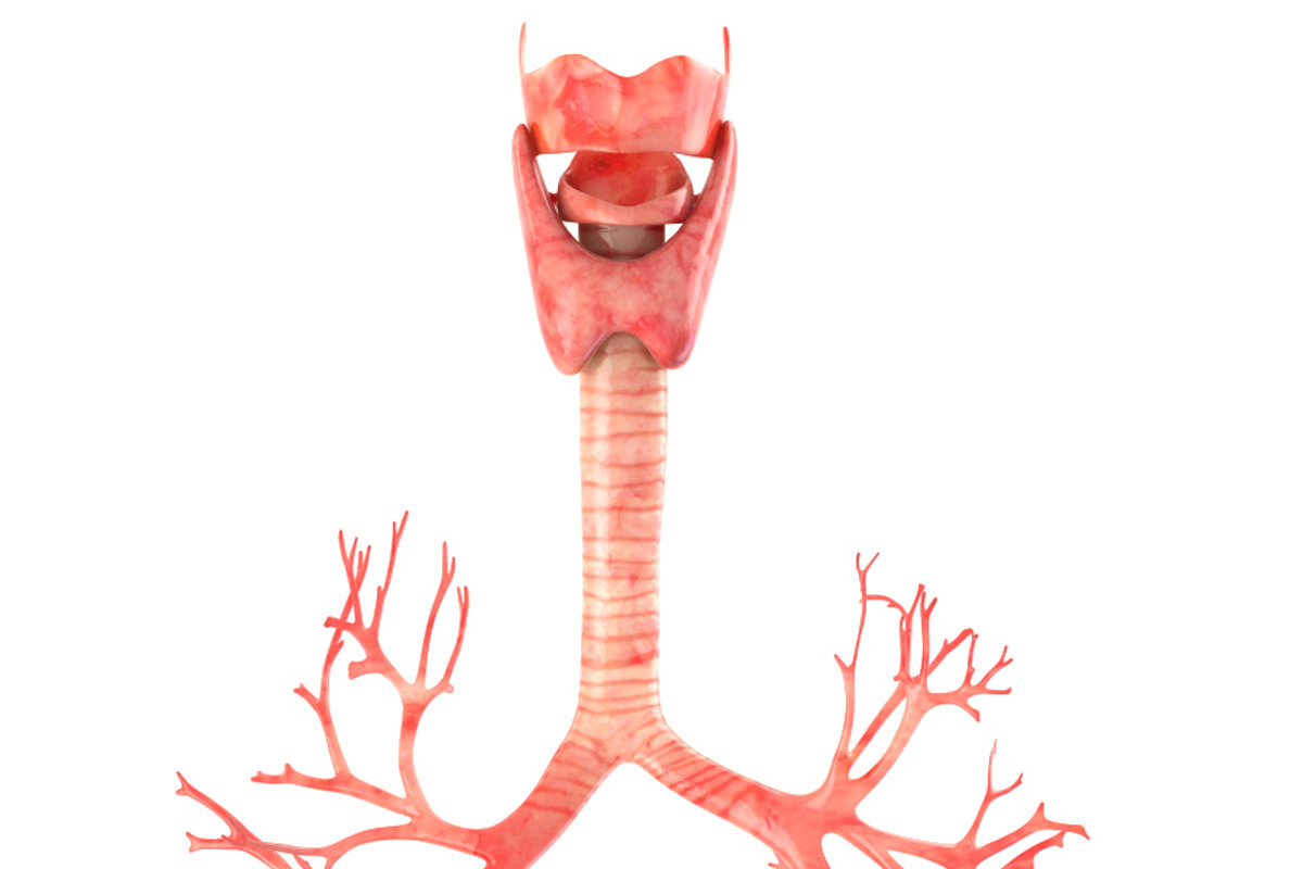 Lungs animated, a Characters & Person 3D Model by konstantin.ermolaev (Photo 7 of 13)