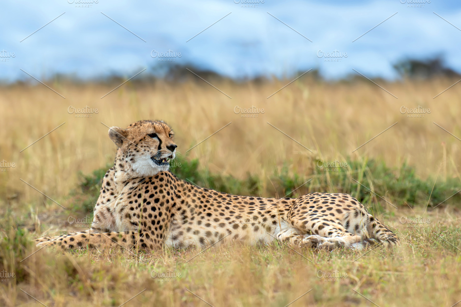 Wild african cheetah, beautiful mammal animal. Africa, Kenya, an Animal Photo by Byrdyak
