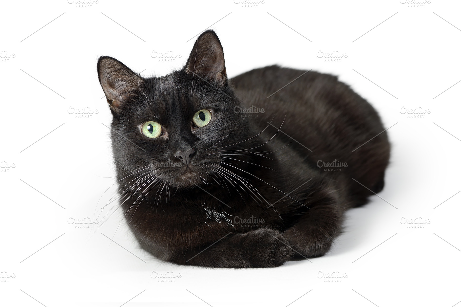 Black cat breed Bombay on white, an Animal Photo by FedotovAnatoly