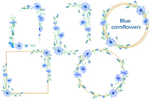 Blue cornflowers bundle