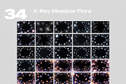 X-Ray Meadow Flora Overlays, a Texture Graphic by PhotoSpirit (Thumbnail 8 of 8)