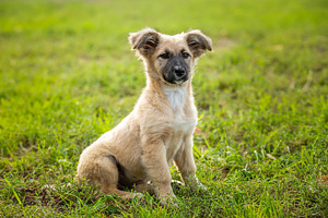 A red-colored dog lies in the grass, a Photo by AlexBush