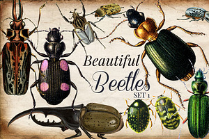 Vintage Beetles Set 1