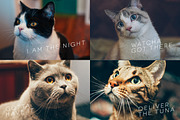 Hipster Cats Photo Pack preview 4