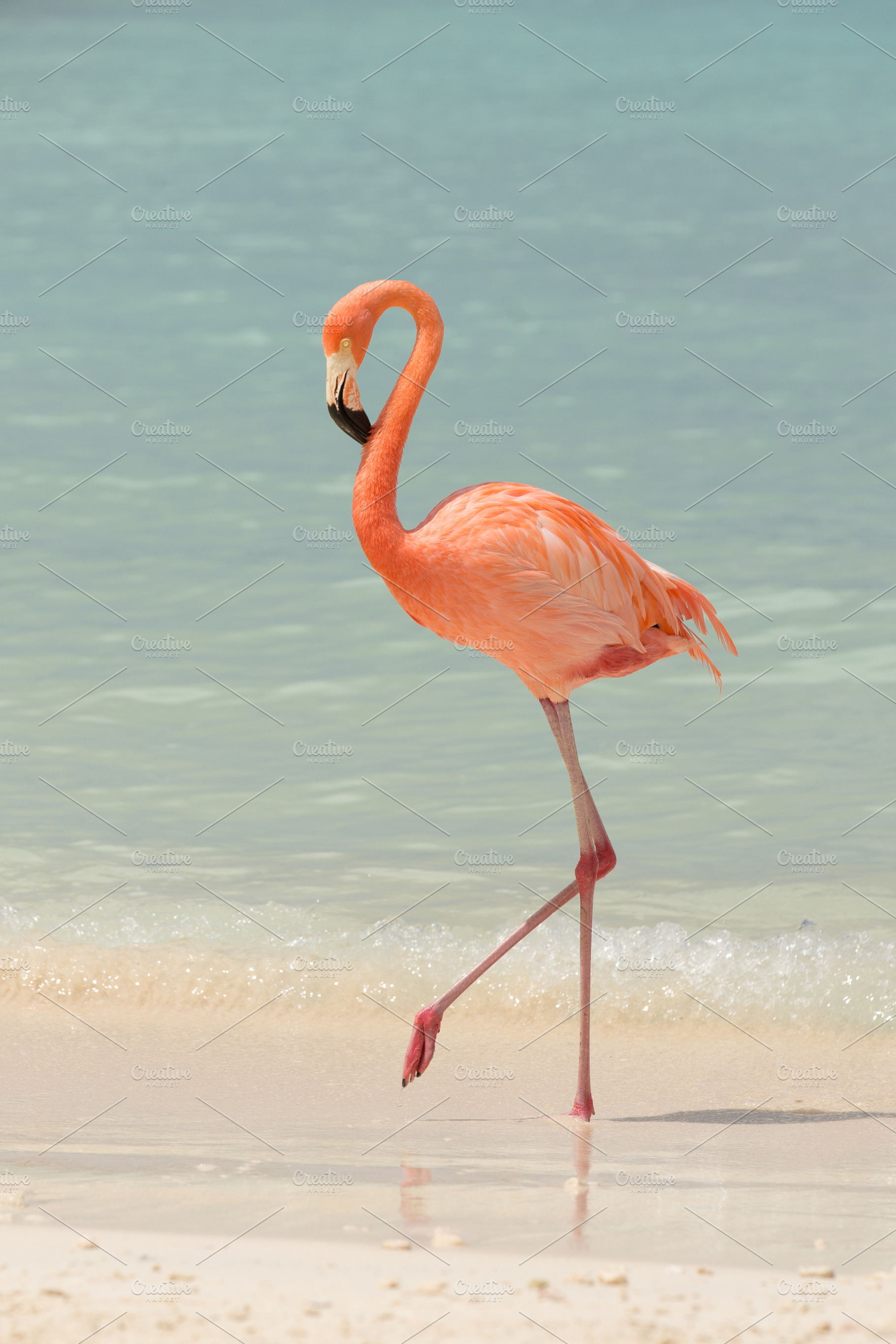 A flamingo on a tropical beach, a Photo by Otago Media