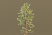 The European Pine Tree, a Plants & Tree 3D Model by FuturePastCreatives (Thumbnail 4 of 6)