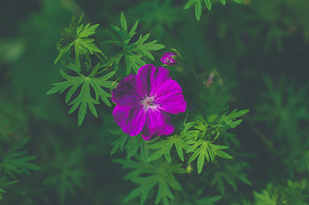 Red Flower Containing Red Flower And Summer preview 5