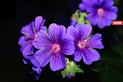 Pure Watercolor Photoshop Action, an Action Add-On by Design Forest (Thumbnail 30 of 32)